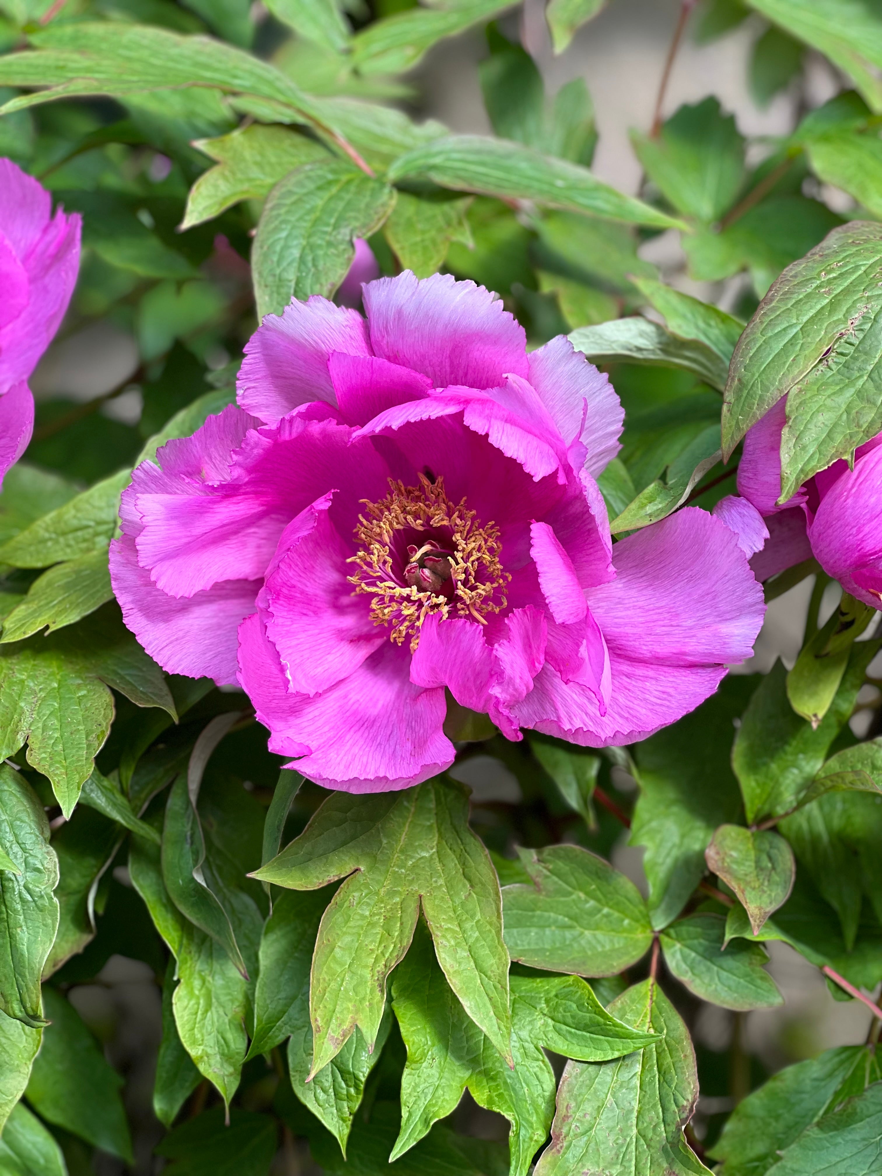 Mount Congreve Gardens Waterford
