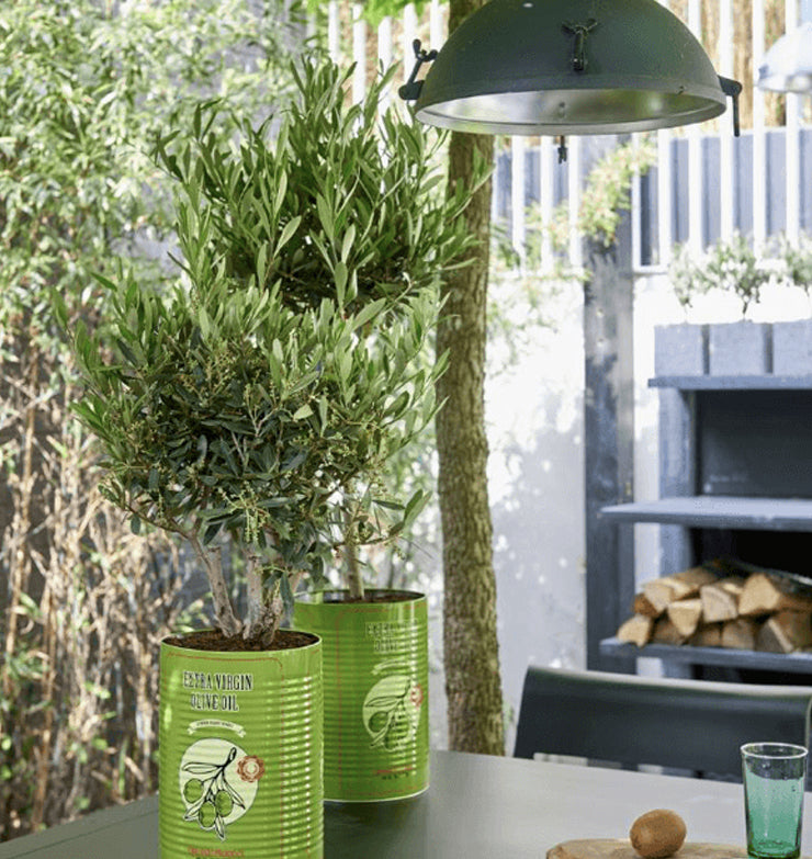 The Olive Tree