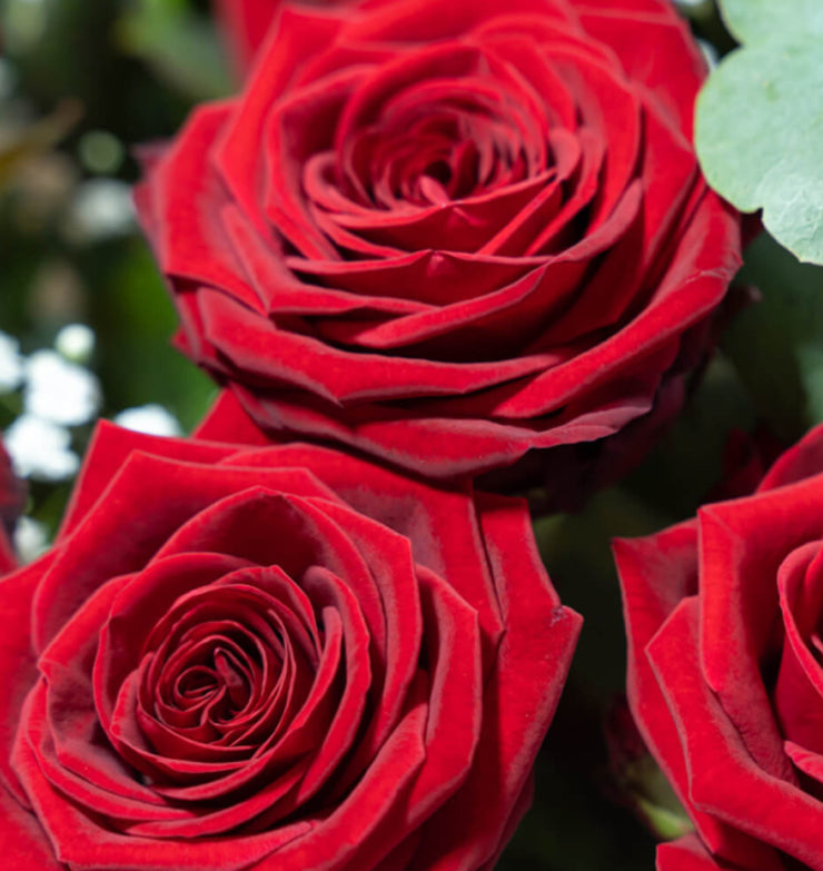 NAOMI PORTA NOVA SUPRA The best roses in the world with the least impact on the environment.
