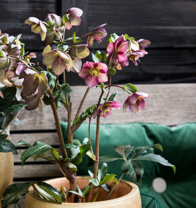 Helleborus, the Christmas Rose