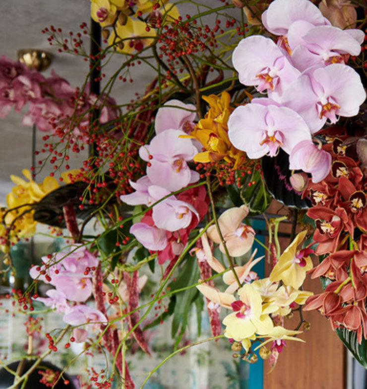 Amazing selection of Orchids available now
